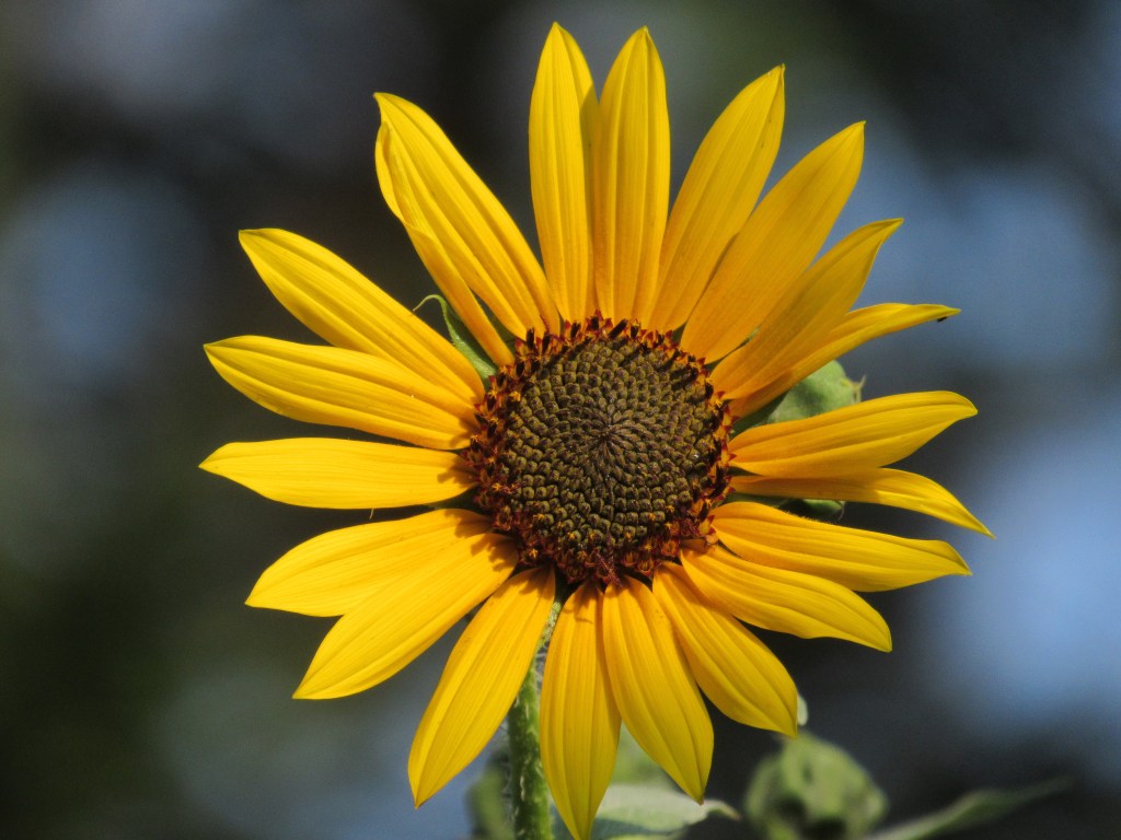 Sunflower Stalks and Timeless&nbsp;Thoughts