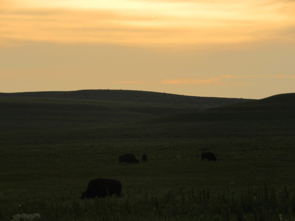 Bison In The&nbsp;Light
