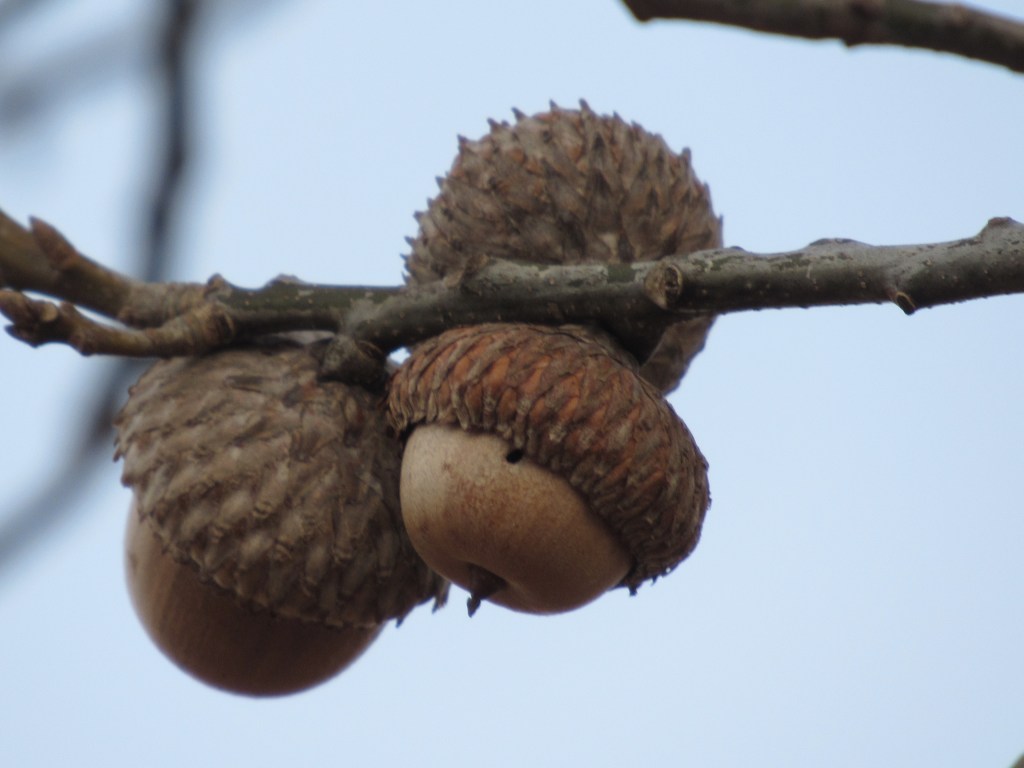 Acorns Overhead