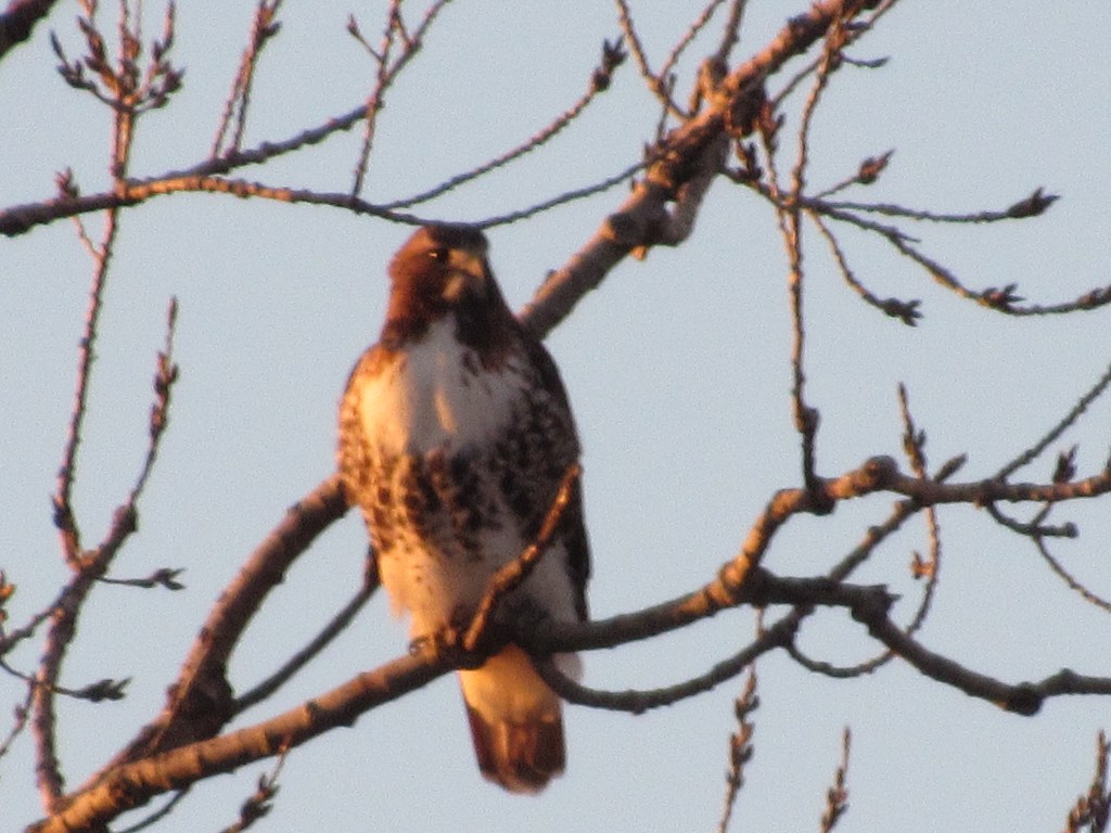 Fly My Cottonwood&nbsp;Hawk