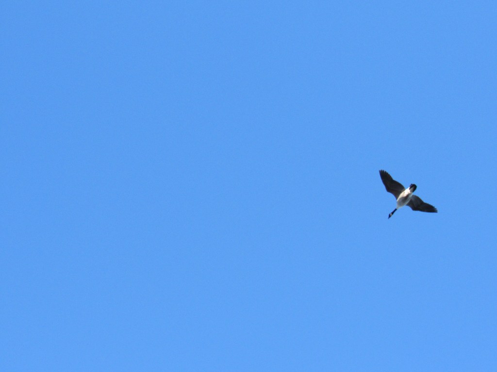 Lone Goose Flying