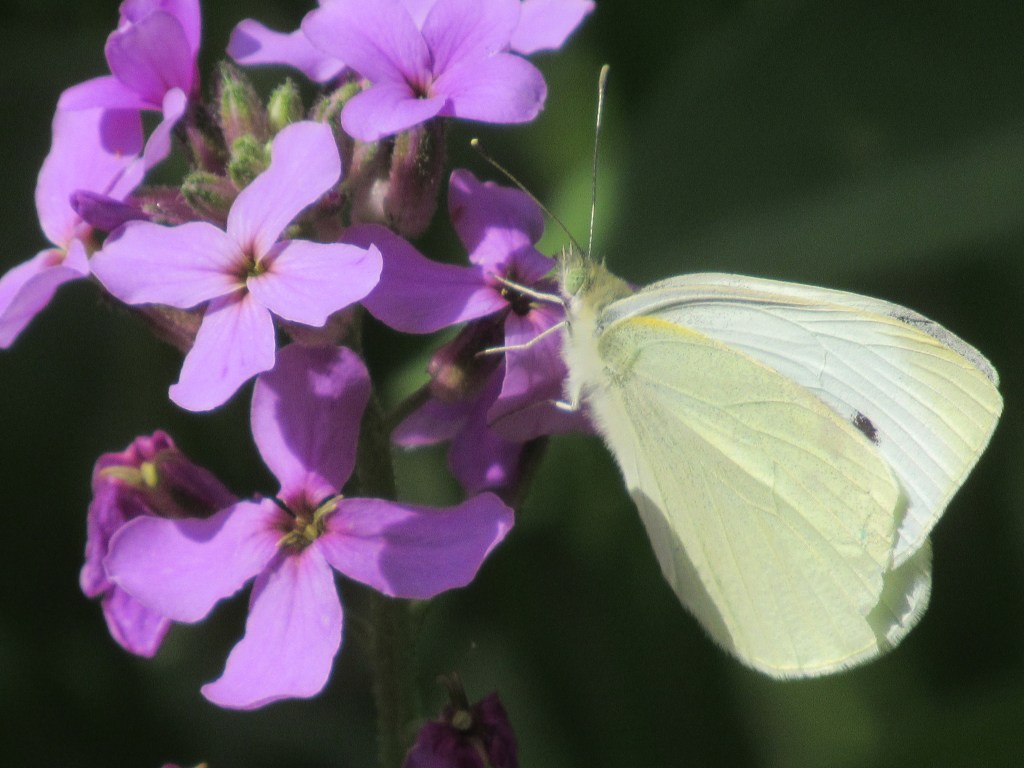 Whose Side Am I&nbsp;On?