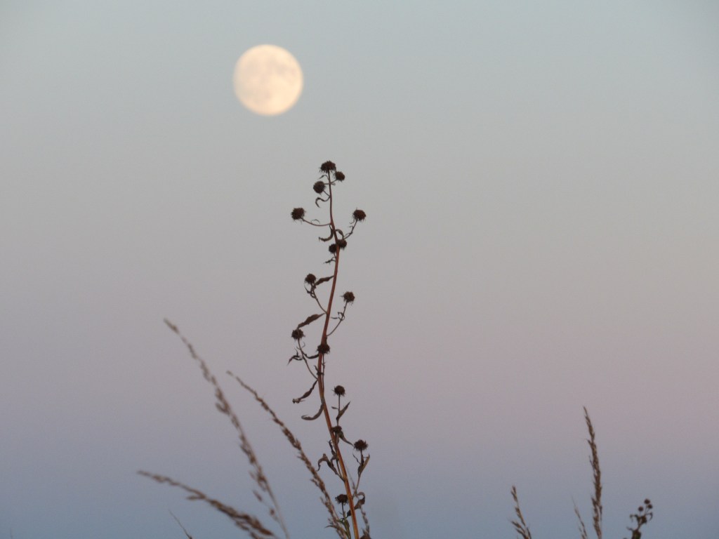 Sunflower Growing To The&nbsp;Moon