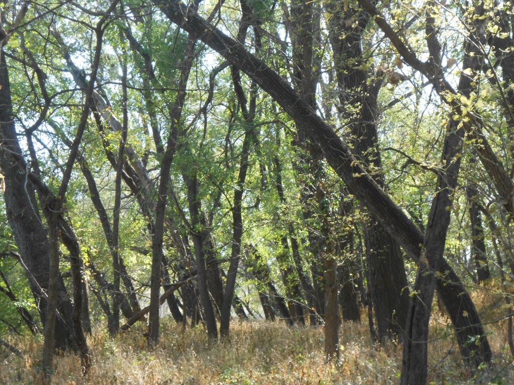 A Silent Space In A&nbsp;Wood