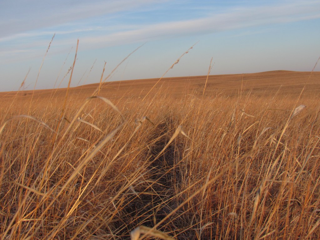 Walking In A Prairie&nbsp;Wild