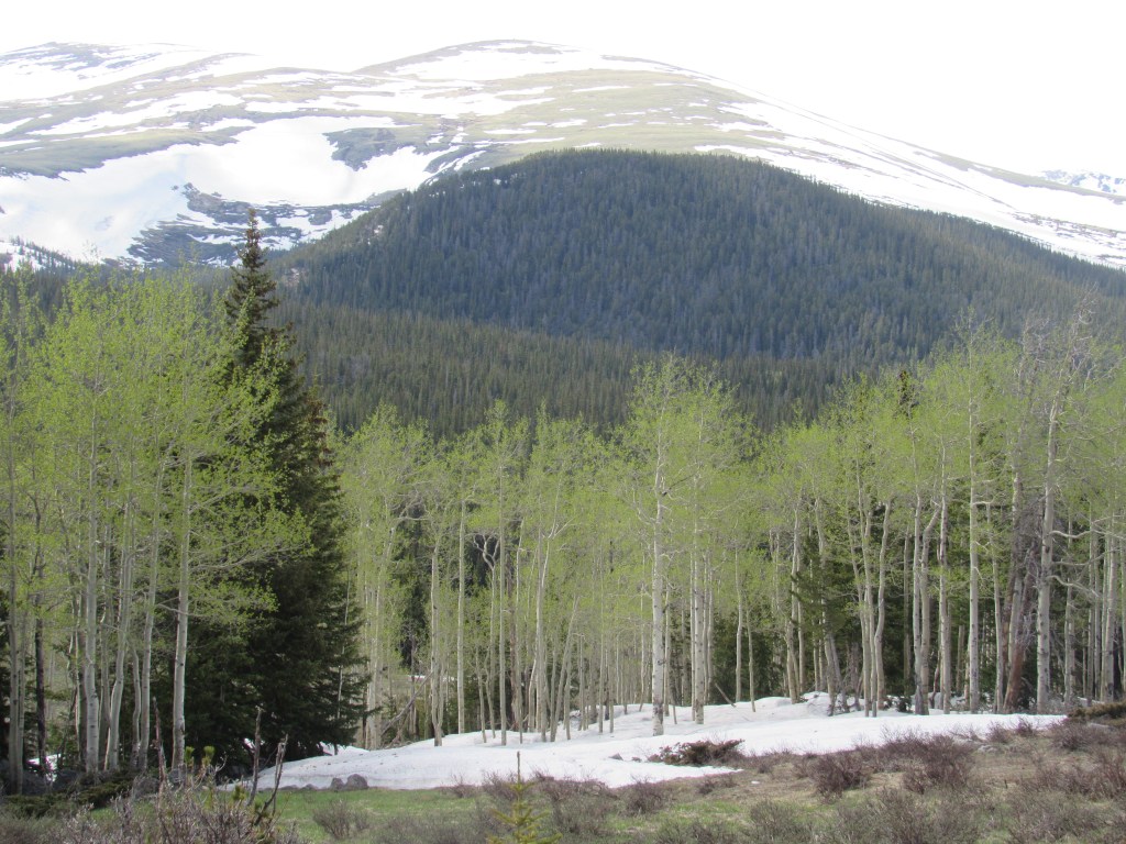 Distracted By Wilderness