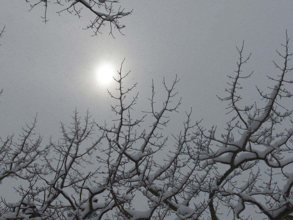 Snowflakes Are Teasing