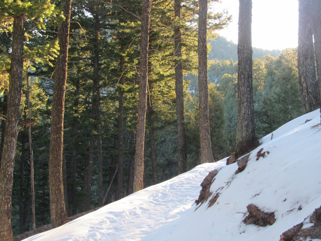 Where Are The&nbsp;Bears…