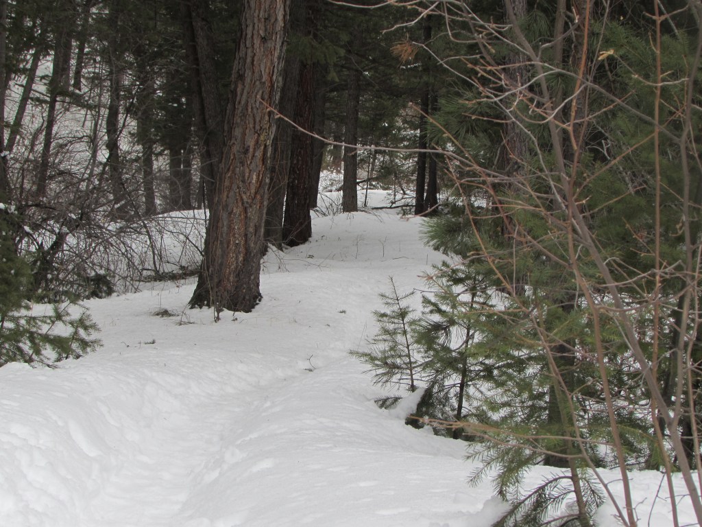 Went For  A Walk In The Woods&nbsp;Today