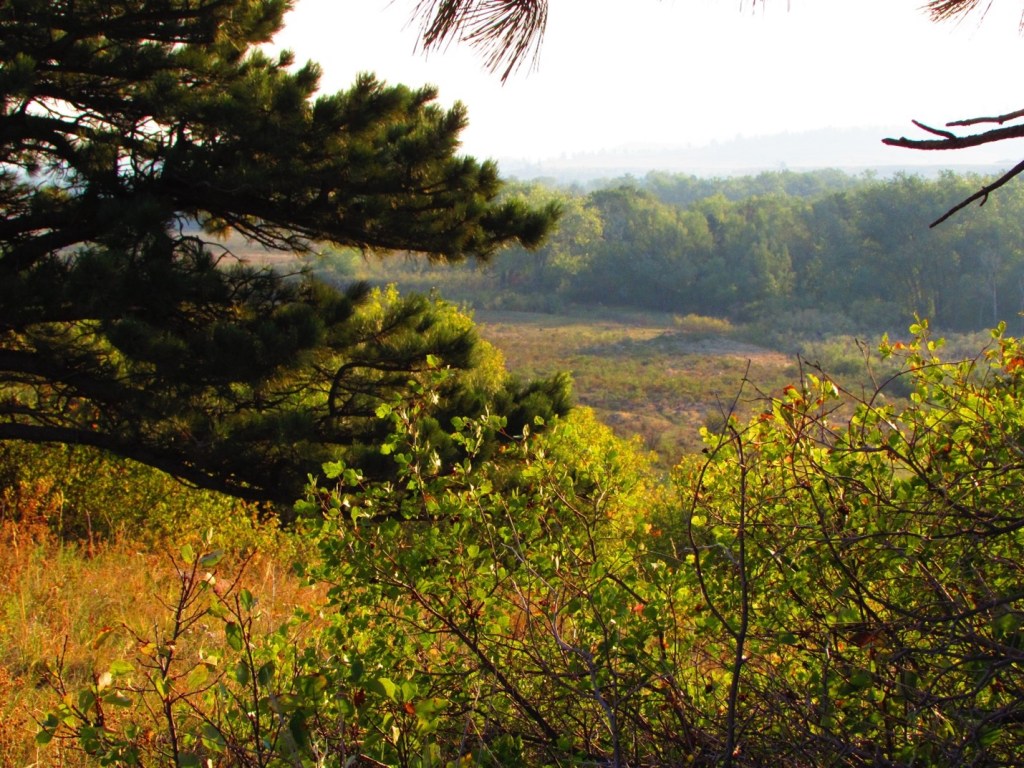 Hello Wild, It’s Glenn Again