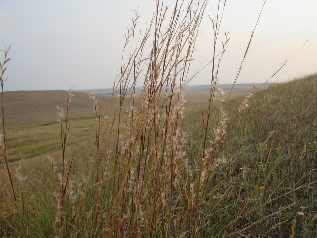 Bluestem Is Gone To&nbsp;Seed