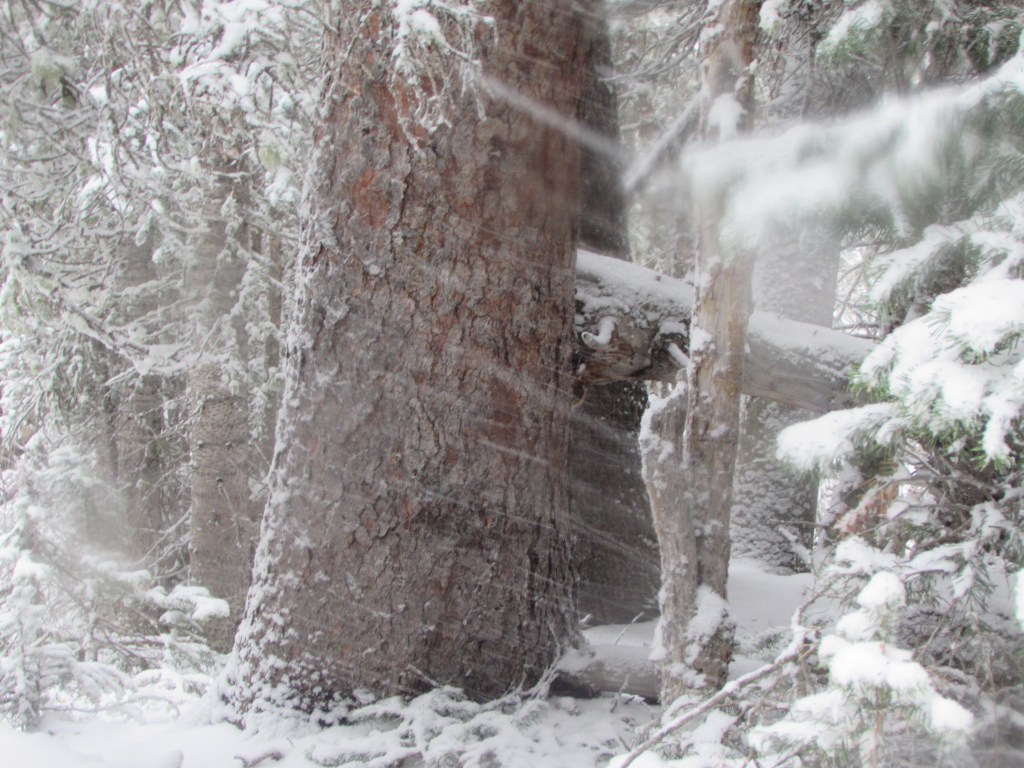 Voice In The&nbsp;Wind