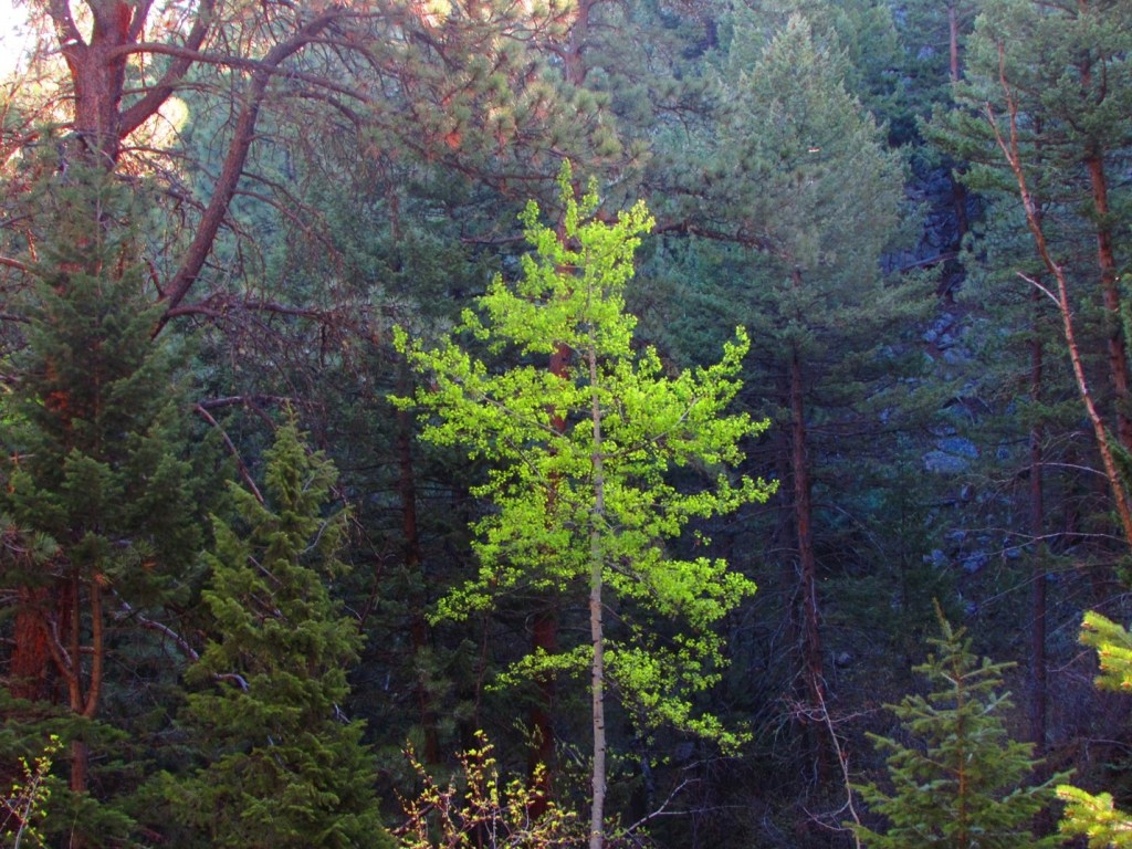 Pines and Paper&nbsp;Birches