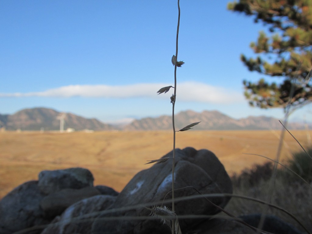 Sideoat On The Side Of A Hill