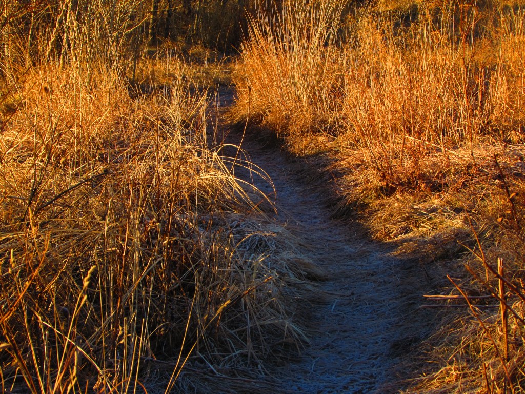 Frosted Shadows Of My&nbsp;Path
