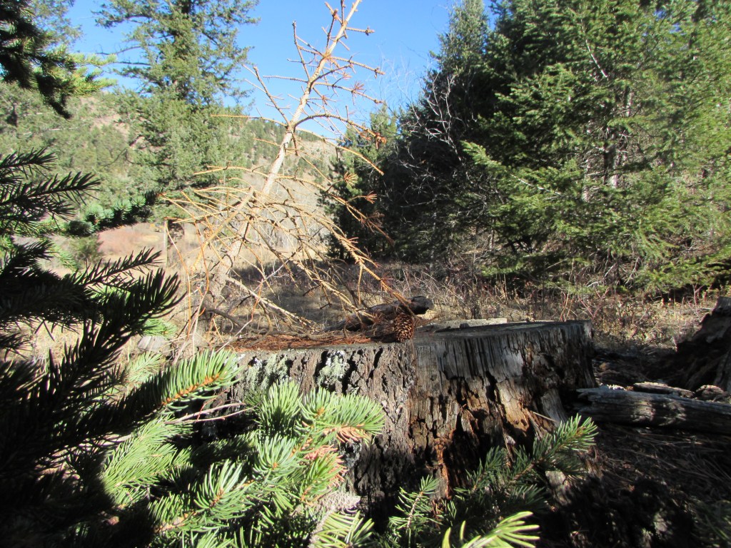 A Stump To Sit&nbsp;On