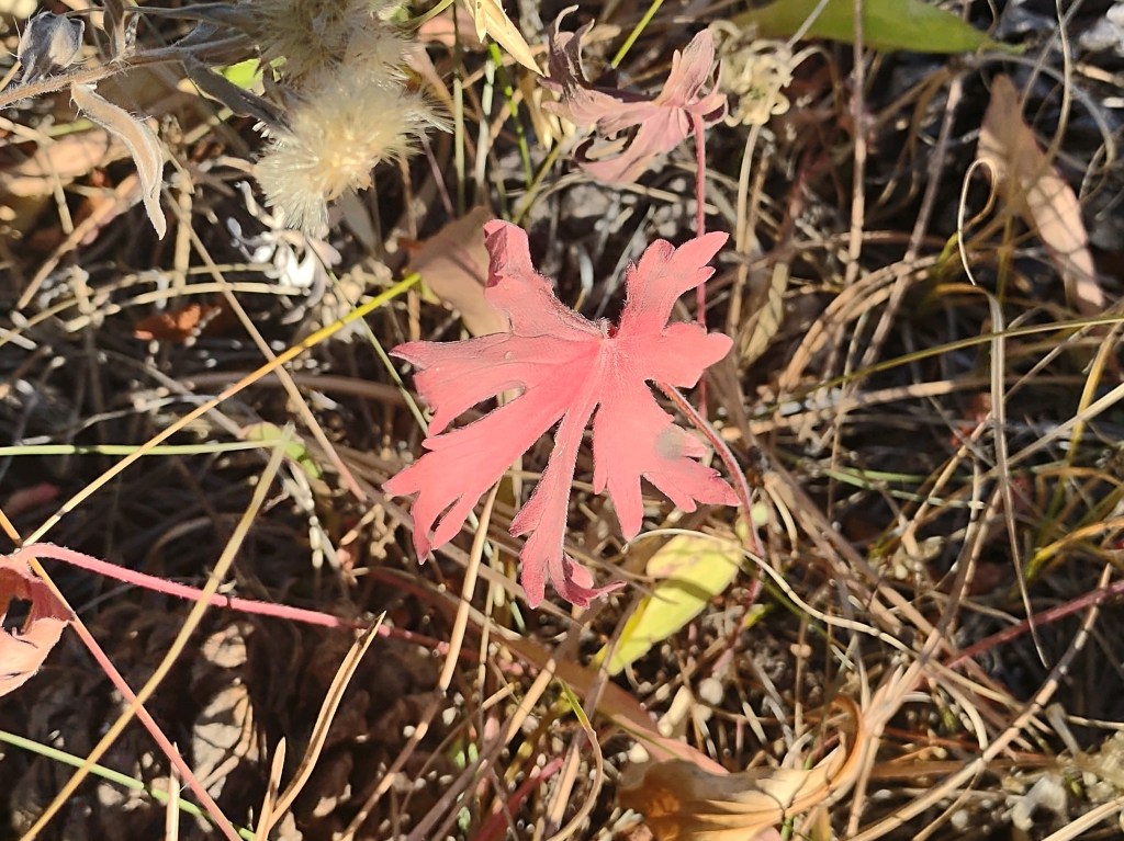 Nature Is A Kind Of&nbsp;Infinity