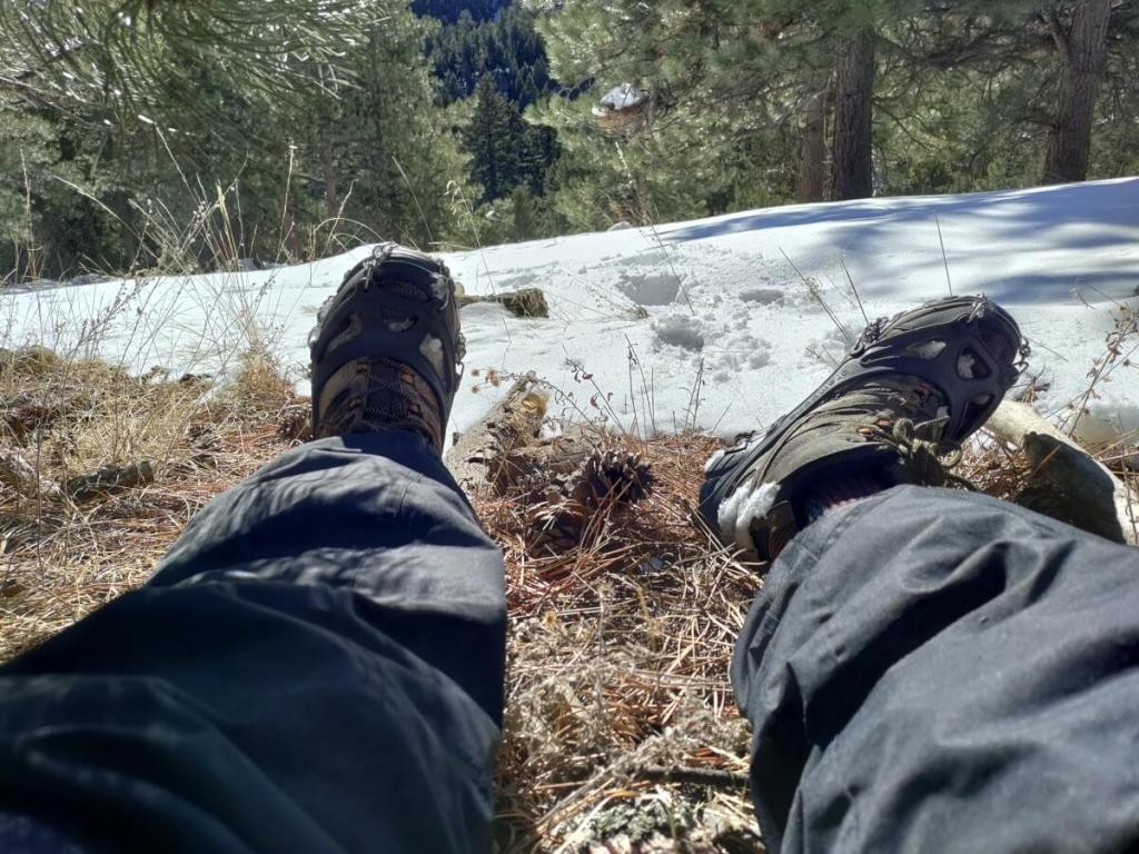Lounging In a Patch of&nbsp;Pine