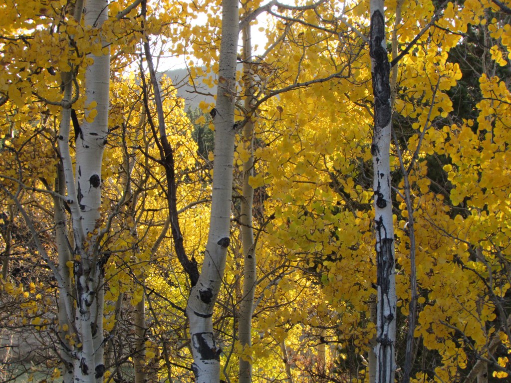 When I See The Aspen&nbsp;Gold