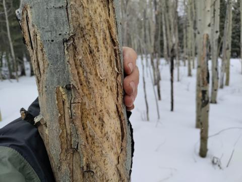 I Cling To An&nbsp;Aspen