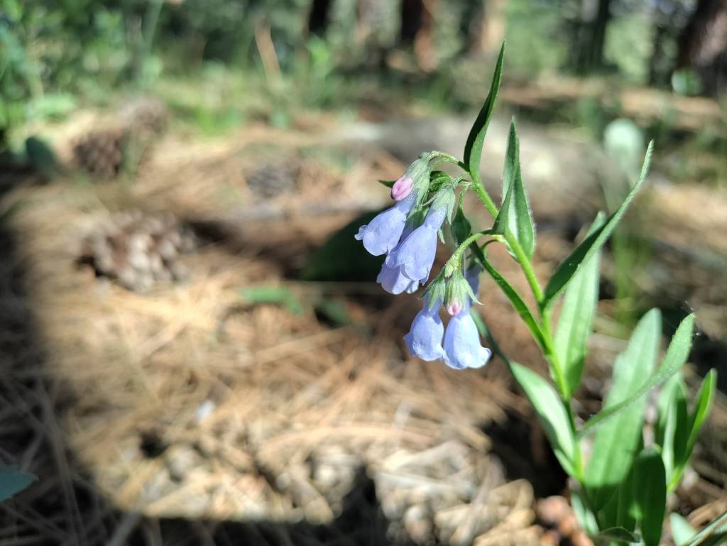 Sitting In The&nbsp;Woods