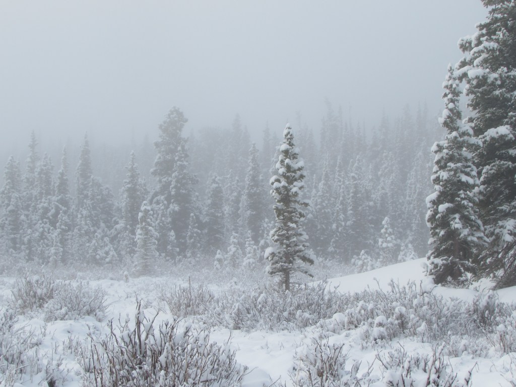 A Tree Stands&nbsp;Apart