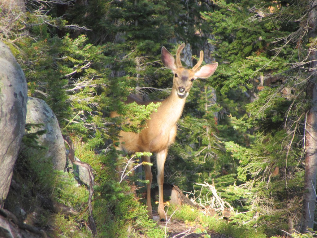 On A Mountain&nbsp;Trail