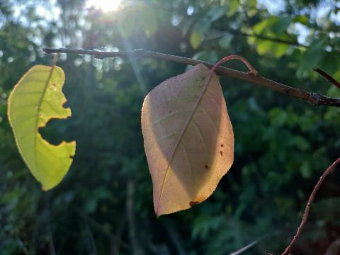 A Shadow Of A Leaf On A&nbsp;Leaf