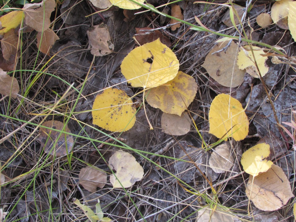 When Aspen Go To&nbsp;Ground