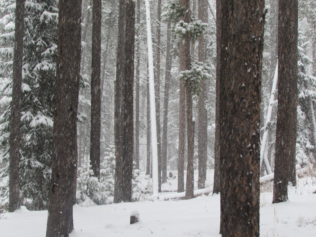 Lodging In Lodgepoles