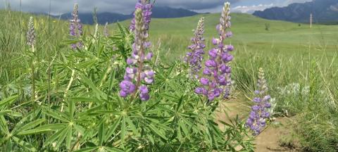 Lupine
