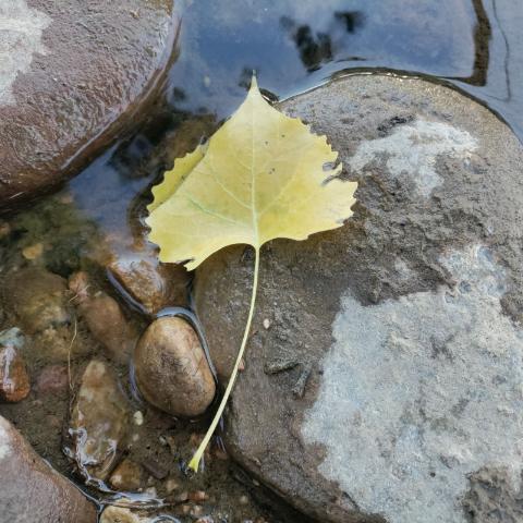 Cottonwood Leaf