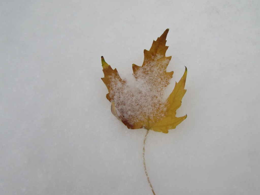 Leaves Too Still&nbsp;Falling