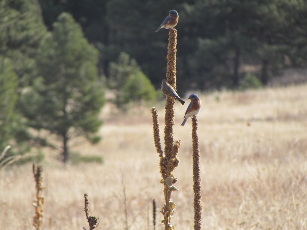 Just To Be&nbsp;Present