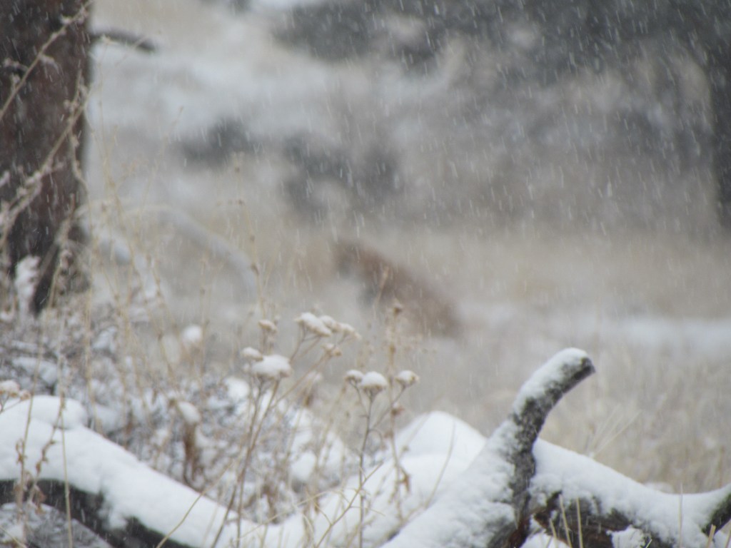 Fox Sitting In The&nbsp;Snow