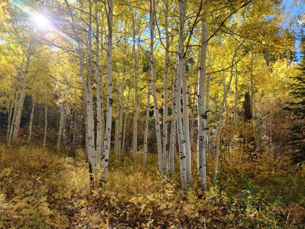 Little Aspen Grove