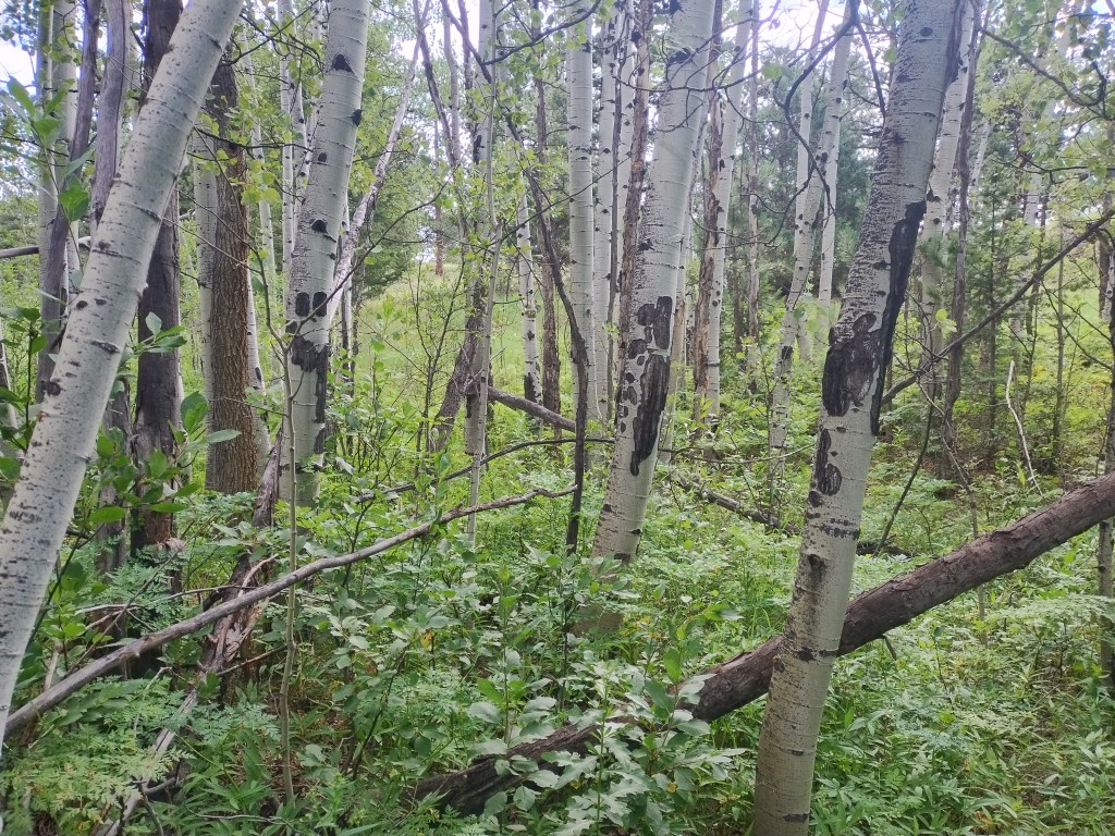 Off-trail Aspen Grove