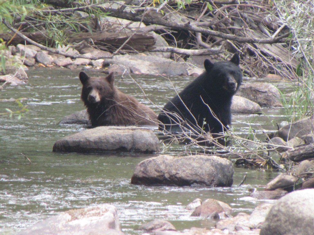 Bear Cubs Quietly&nbsp;Sit