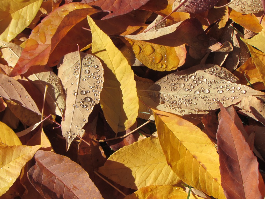 The Color In A&nbsp;Leaf